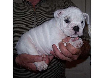 Health English Bulldog For Adoption