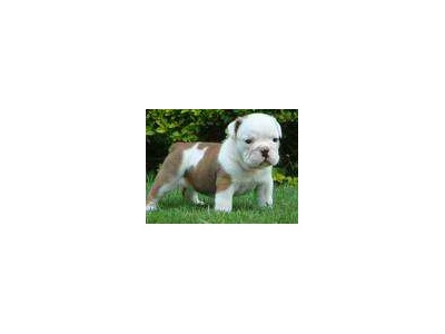 We have Two White English Bulldog Puppie
