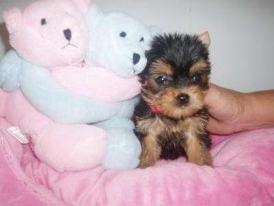 Quality Tea Cup Yorkie Pupies